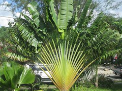 TRAVELER PALM
