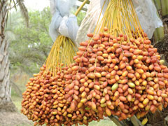 date palm phoenix dactylifera
