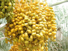 date palm phoenix dactylifera
