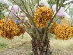 date palm phoenix dactylifera
