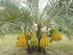 date palm phoenix dactylifera
