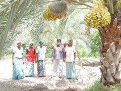 date palm phoenix dactylifera
