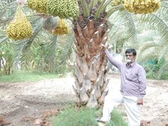 date palm 
