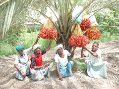 date palm 
