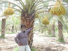 date palm
