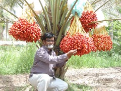 date palm 
