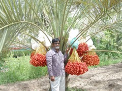 date palm 
