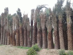 phoebesylvisris palm eethachattu
