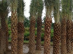 phoebesylvisris palm eethachattu
